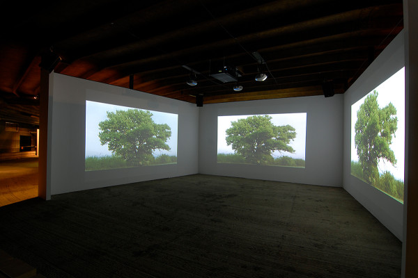 Drei Projektionen eines Baumes auf drei weiße Leinwände