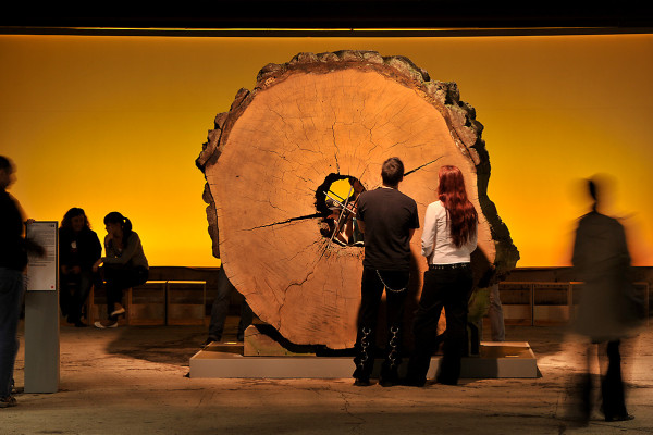 Besucher stehen vor dem Exponat des Mammutbaums