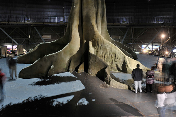 Foto des Fußes der Regenwaldbaumstruktur