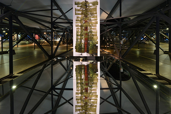 Foto eines Riesenmammutbaum